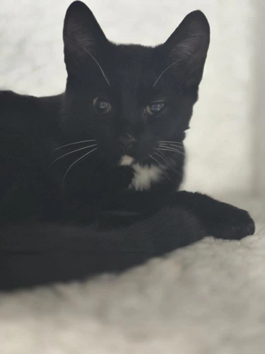 Jet