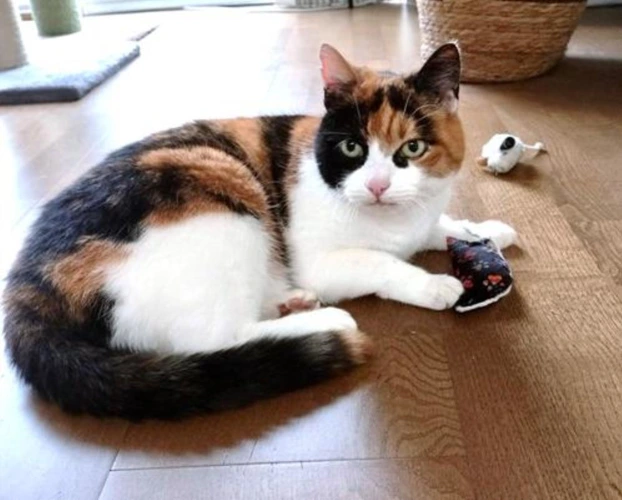 PHOEBE