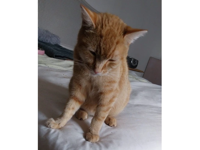 Garfield