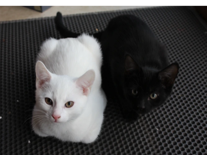 Kittens!