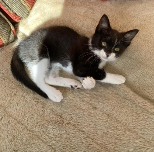 Polly  Pilchard