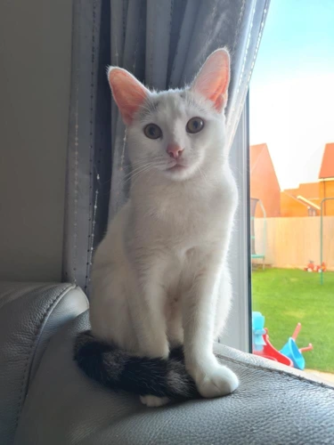 Bella
