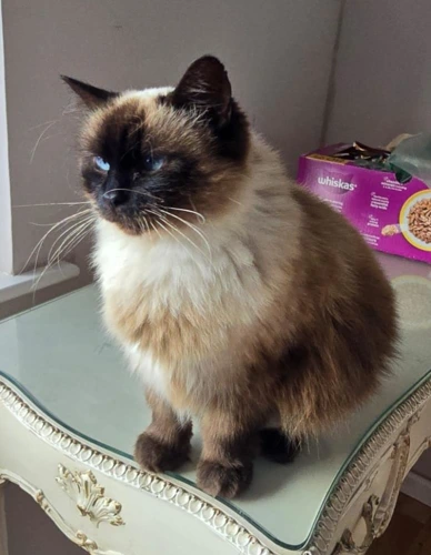 Daphne