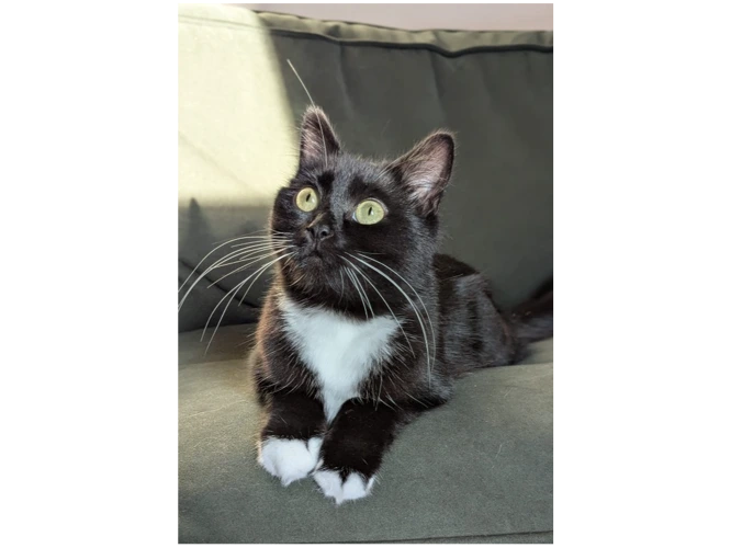Mimi
