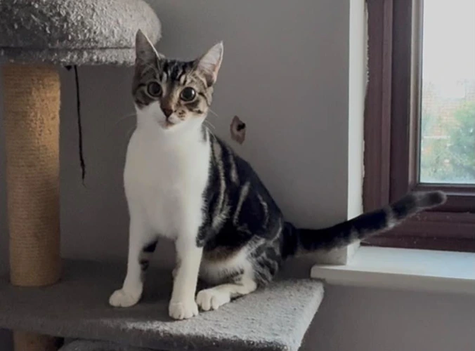 Fergus
