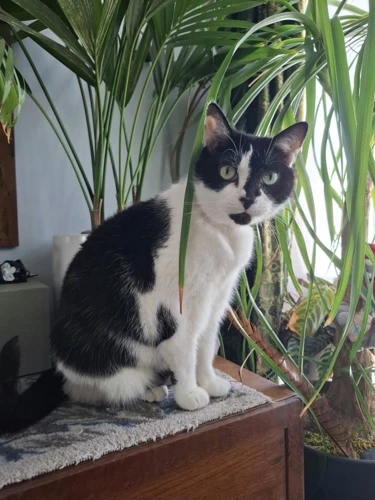 Priscilla