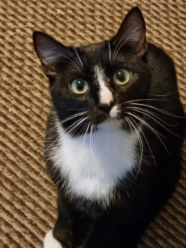 Felix