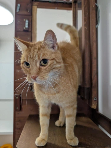 Simba 251 2026