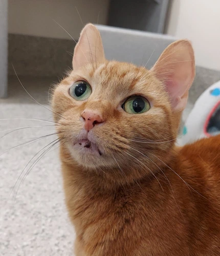 Penny 7 Year Old Female