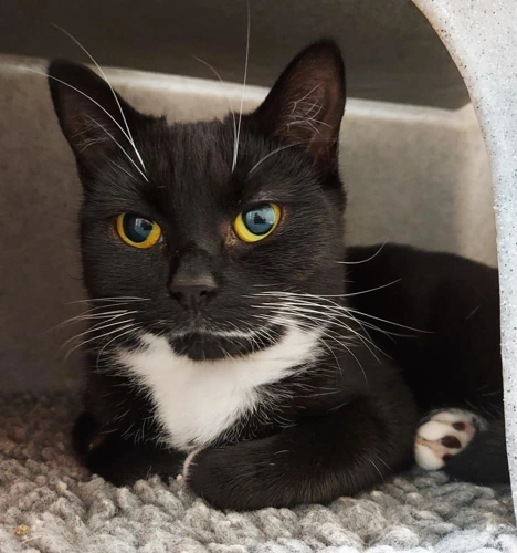 Mimi 1 Year Old Female