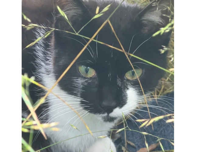 Little Stuart