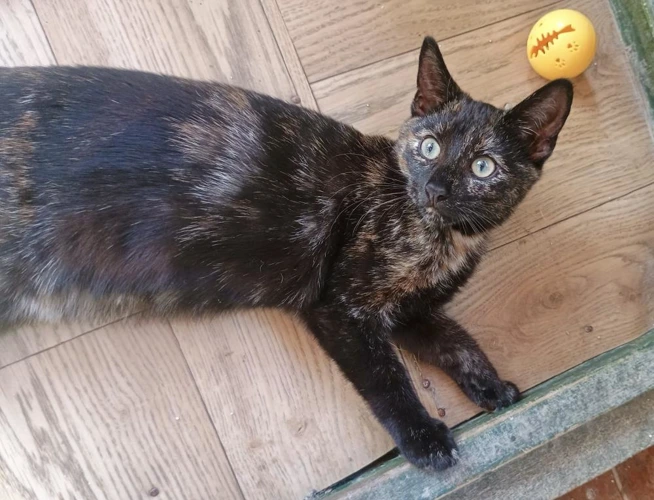 Kiki