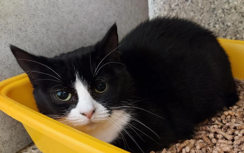 Mollie 1 Year Old Female