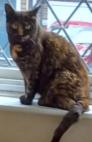 Coco