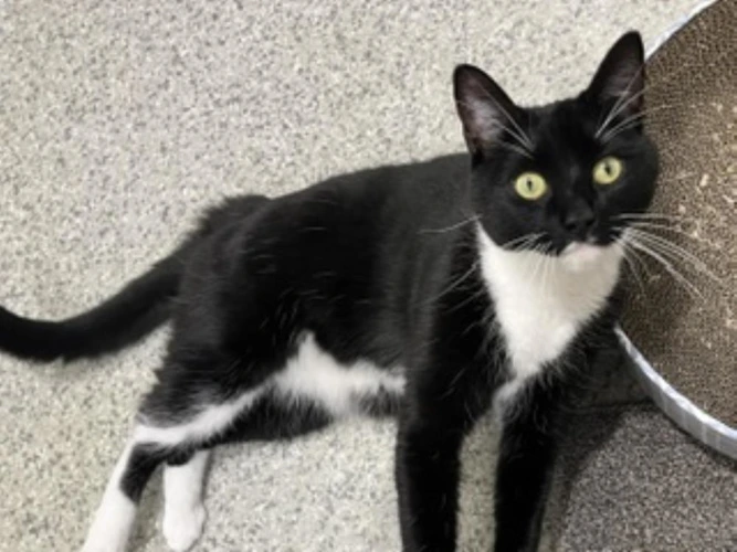 Merlin