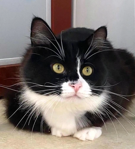 OREO