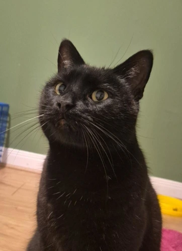 KoKo