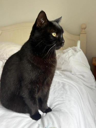 KoKo