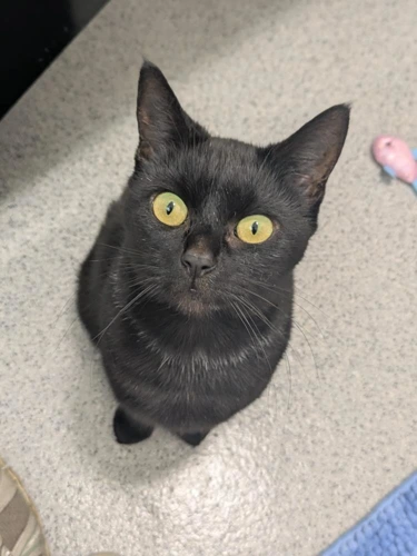 Suki