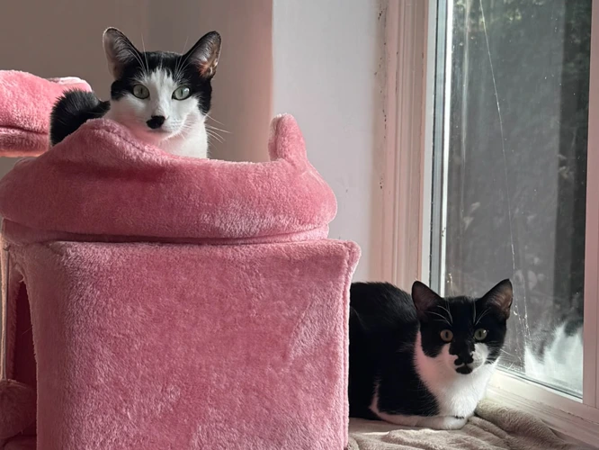 Bella and Oreo