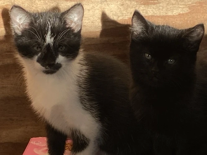 Freckle and Raven