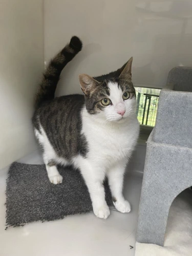 O'Malley