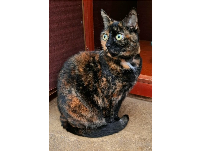 Coco