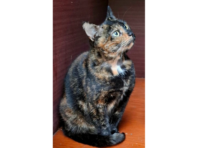Coco