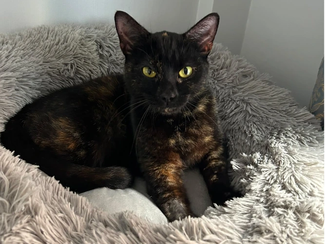 Nutmeg