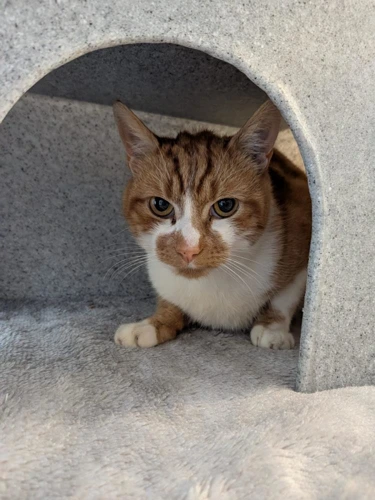 Oscar