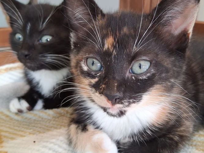 Lucy and Lily (kittens)