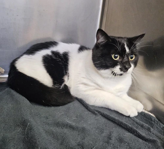 Craig