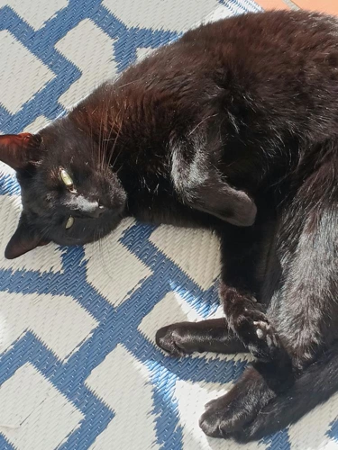 Milo