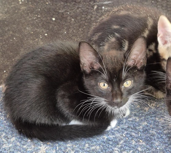 Kitten Brooke