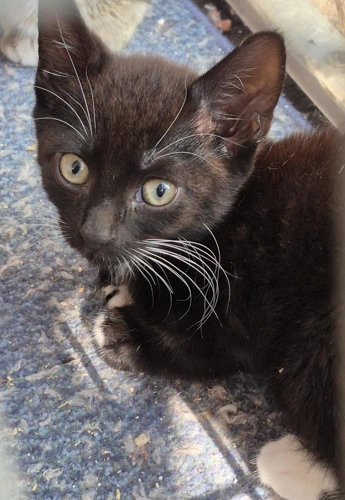 Kitten Ripple