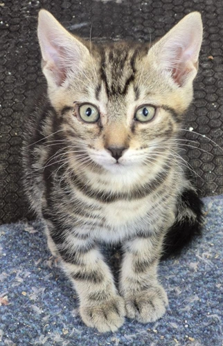 Kitten Rio