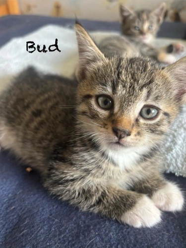 Kitten Bud