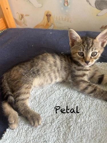 Kitten Petal