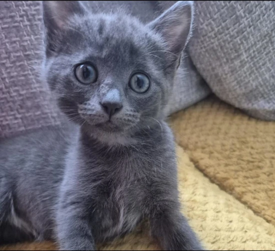 Juniper