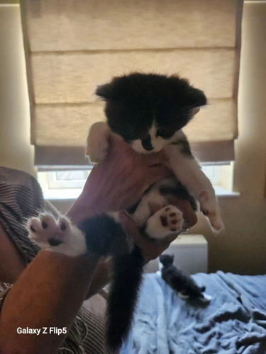 Smudgey