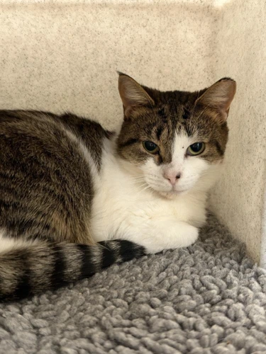 Chai 2 Year Old Female