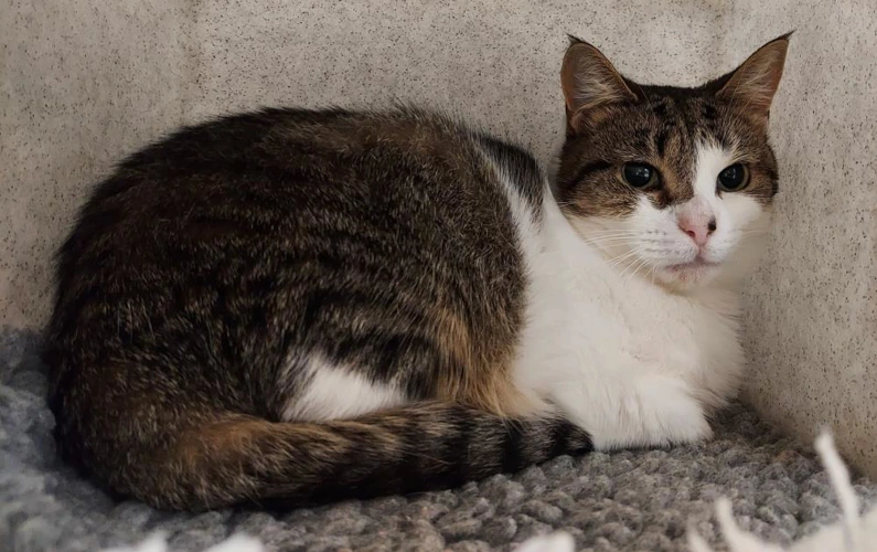Chai 2 years old female