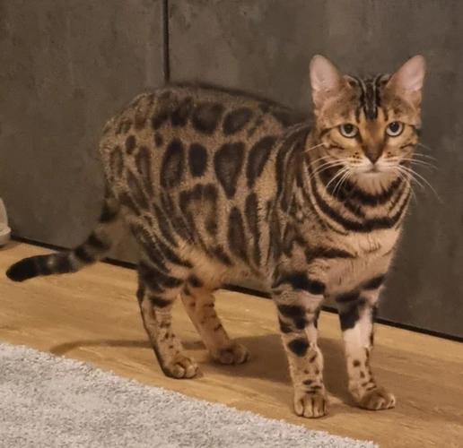Kira
