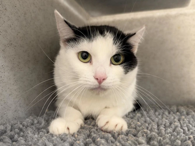 Storm 3 Year Old Female