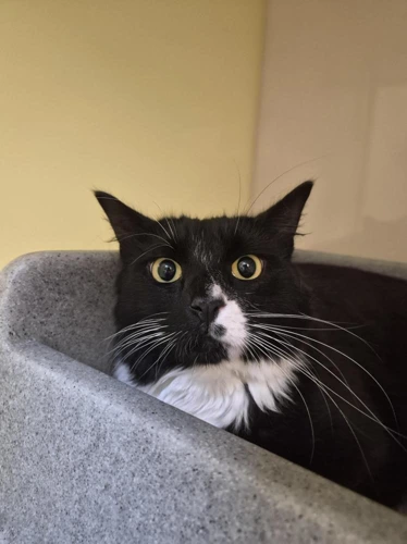 Sylvester