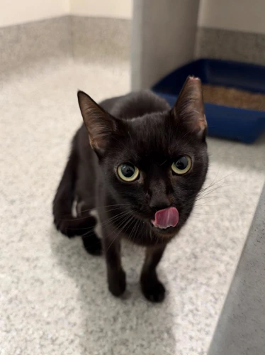 Onyx 3 Year Old Female
