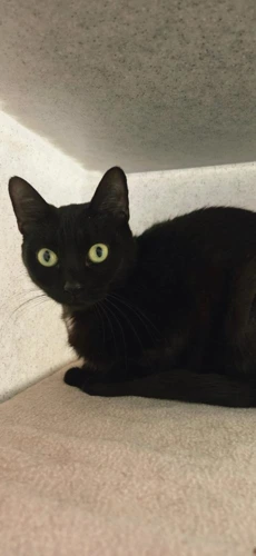 Suki