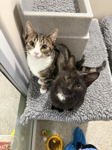 Milo and Romeo