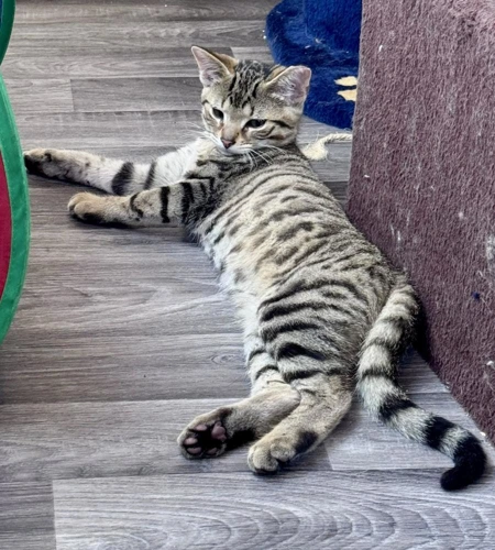 Fergus
