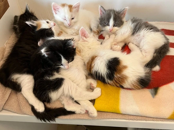 A pocketful of purrs!